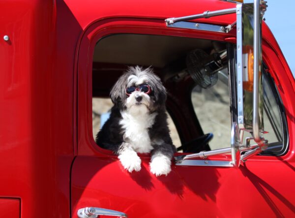 Best Dog for a Truck Driver
